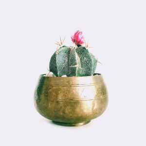 Startseite cactus6 free img