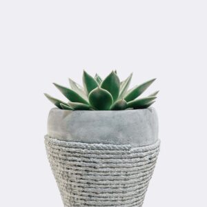Startseite plant5 free img