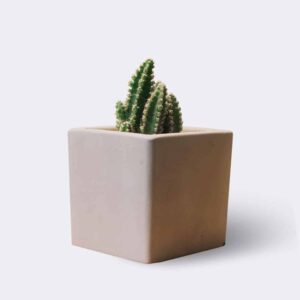 Startseite cactus2 free img