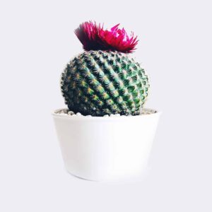 Startseite cactus4 free img