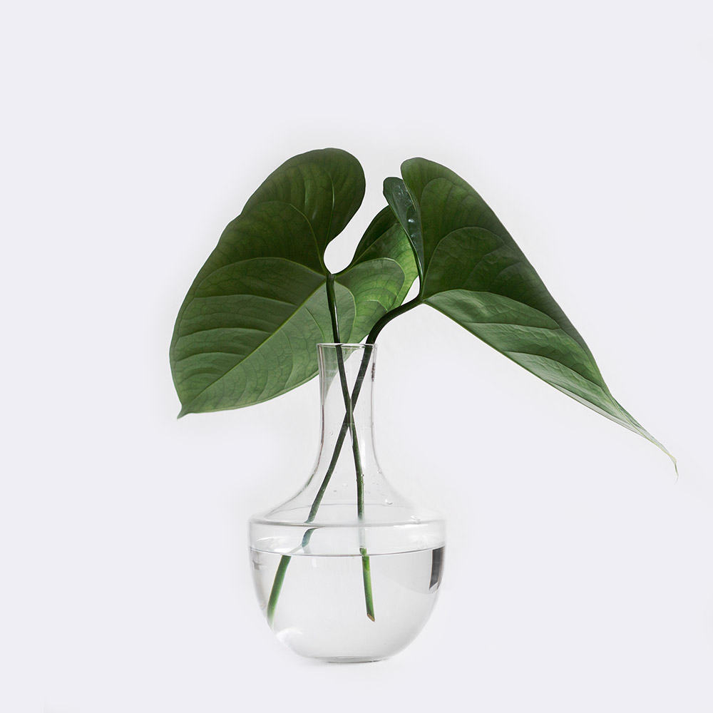 Startseite plant1 free img