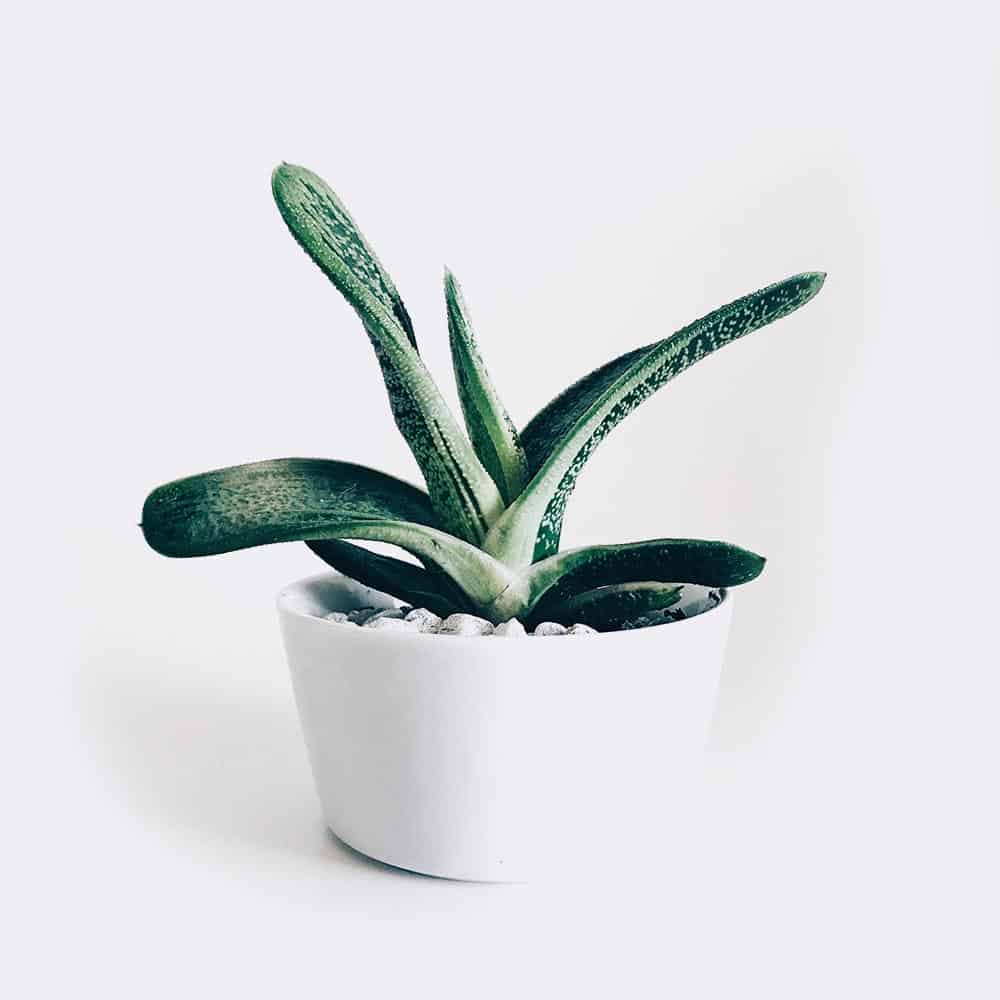 Startseite plant3 free img