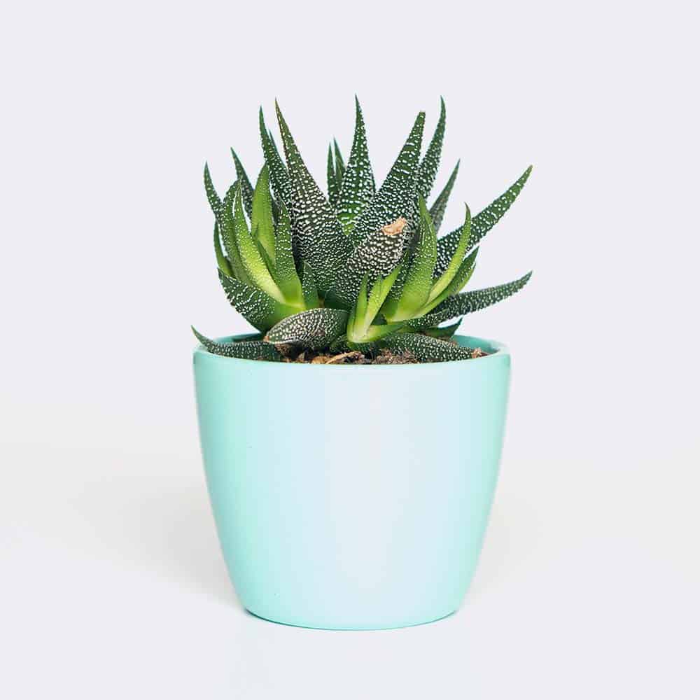 Startseite plant6 free img